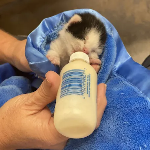 Kitten Being Fed Kitten Being Fed
