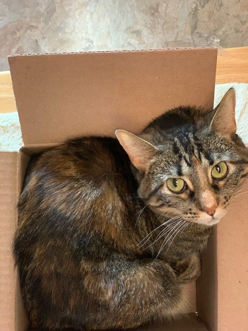 Juniper the tabby kitty in a cardboard box.