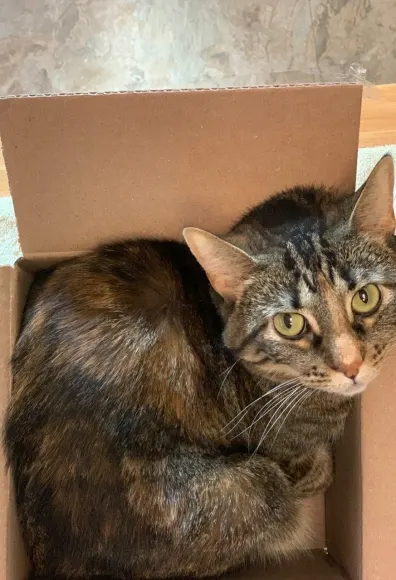 Juniper the tabby kitty in a cardboard box.