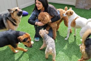 Daycare at Animal Care Center of Polaris