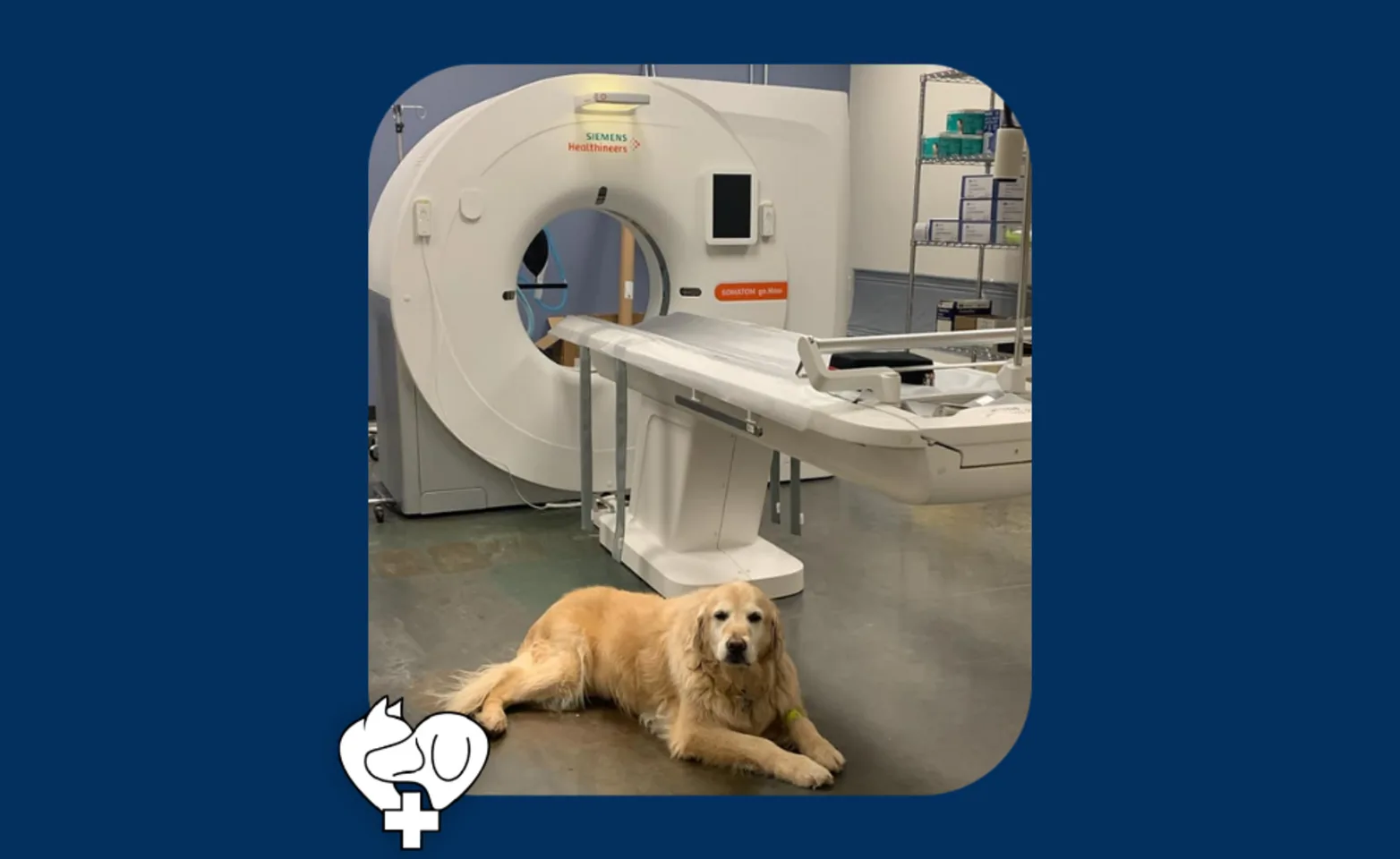 a golden retriever lays on the floor in front of a CT machine