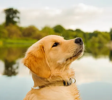 Young Adult Golden Retriever is looking up to the right and there is a pond in the background. Young Adult Golden Retriever is looking up to the right and there is a pond in the background.