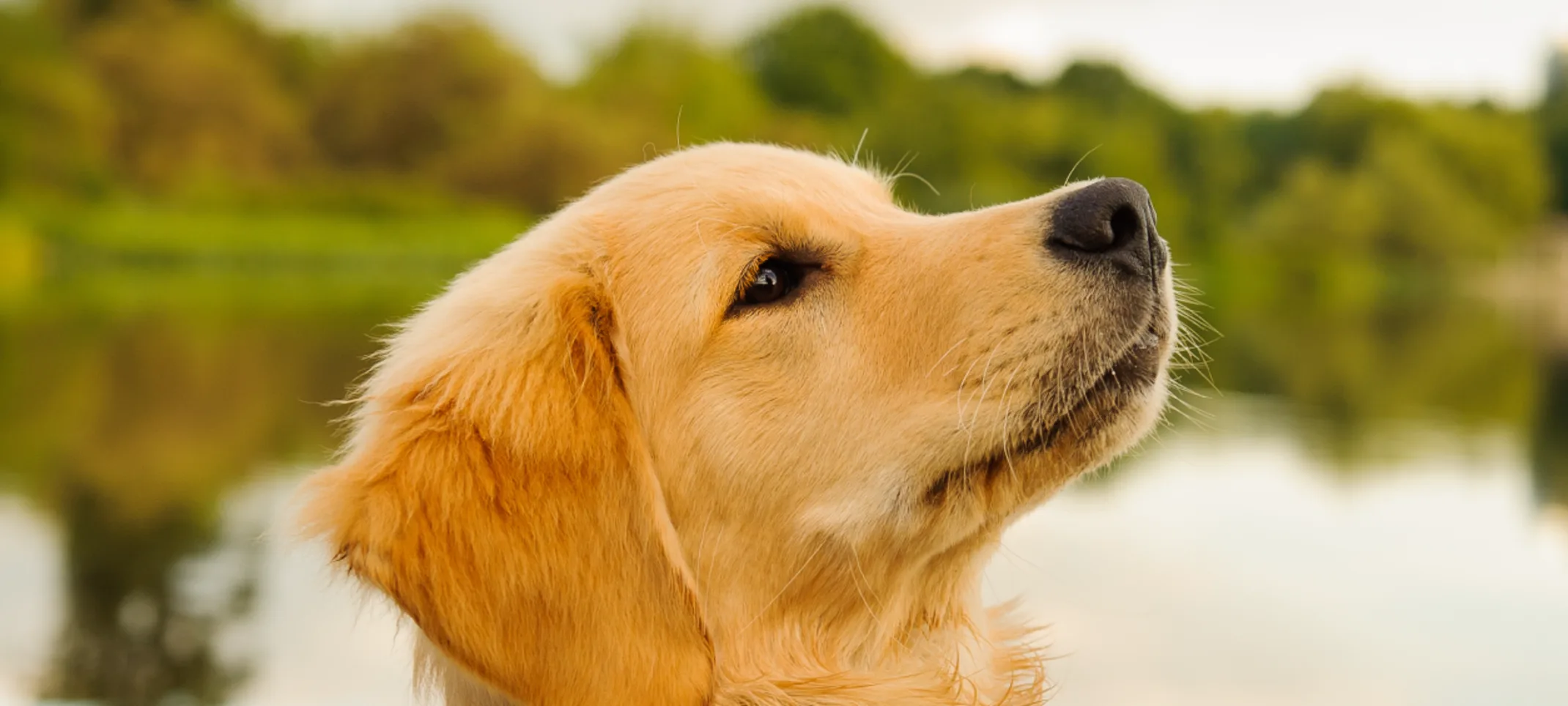 Young Adult Golden Retriever is looking up to the right and there is a pond in the background. Young Adult Golden Retriever is looking up to the right and there is a pond in the background.
