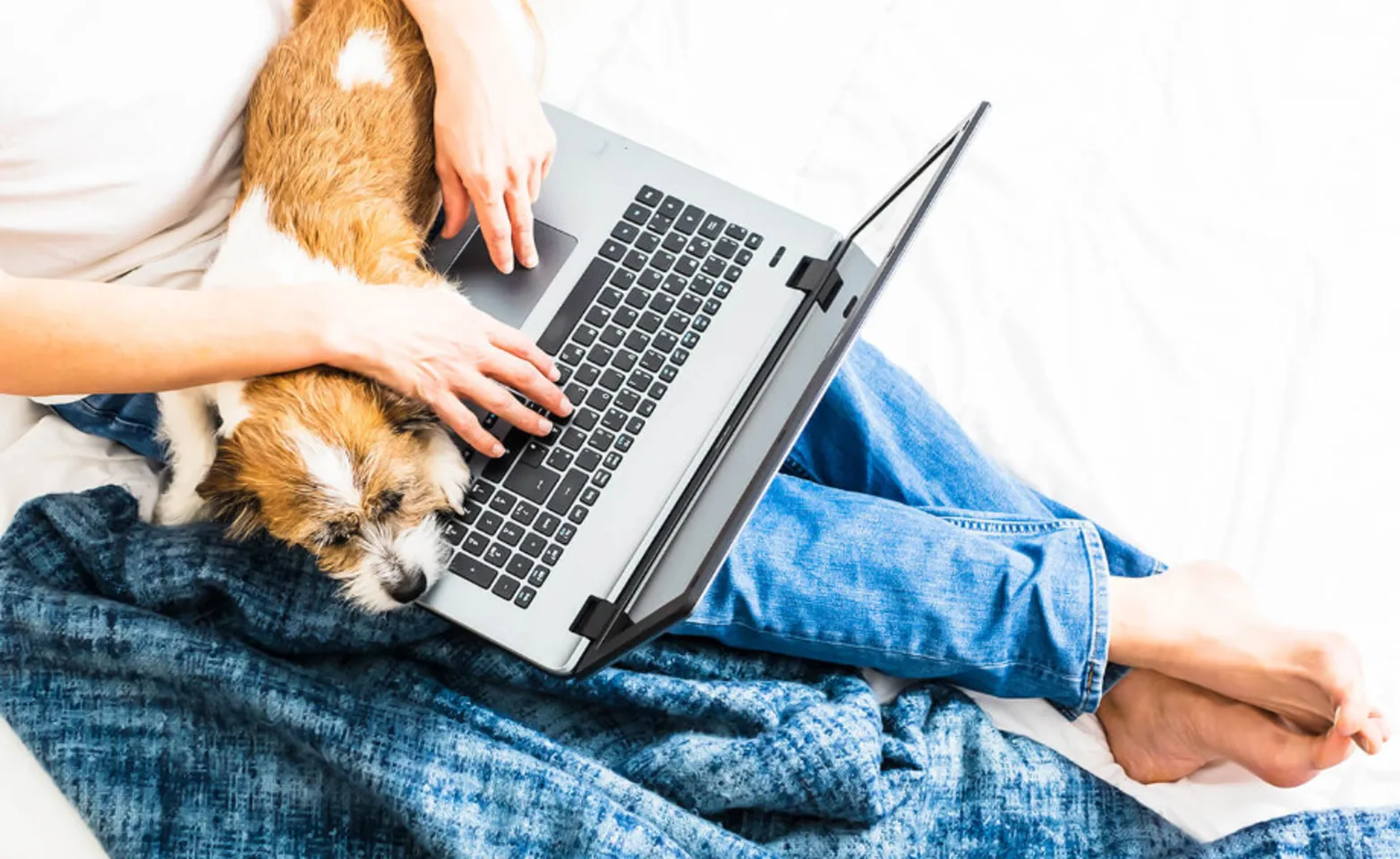 Dog Resting on Owner's Lap with Laptop Dog Resting on Owner's Lap with Laptop