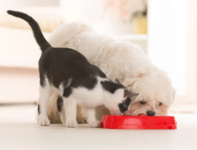 Dog and Cat Eating from Red Food Bowl Together Dog and Cat Eating from Red Food Bowl Together