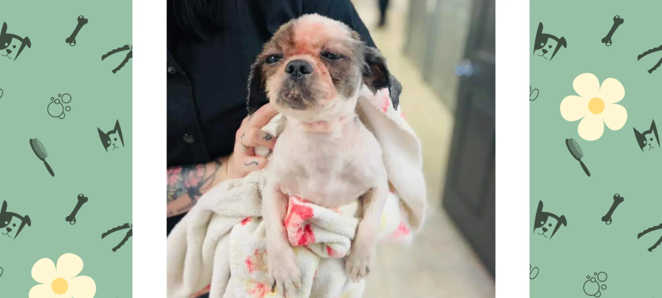 Dog Groomed at Highway 92 Animal Hospital Dog Groomed at Highway 92 Animal Hospital