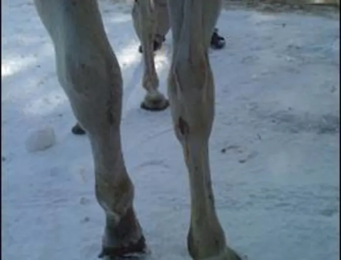 Danny's legs Danny's legs