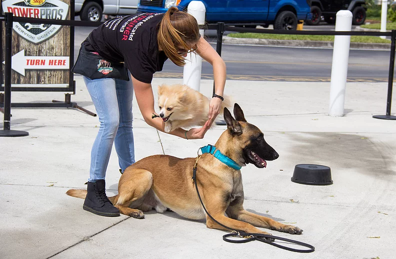 Dog practicing a jump