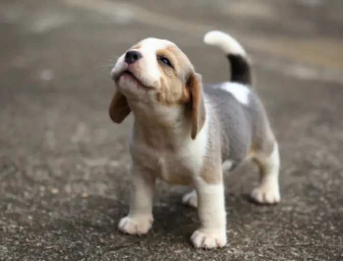 Small Puppy Standing Outside Looking Up Small Puppy Standing Outside Looking Up