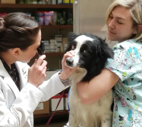 Doctor looking at a black and white dog's eyes and a staff member holding the dog