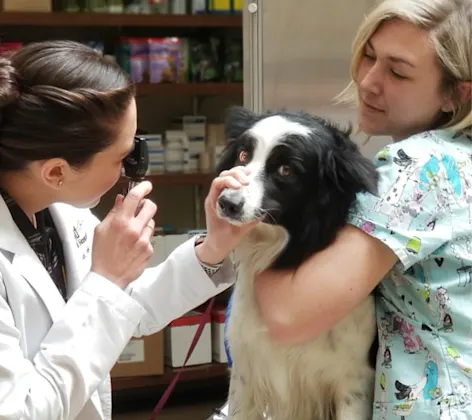 Doctor looking at a black and white dog's eyes and a staff member holding the dog Doctor looking at a black and white dog's eyes and a staff member holding the dog