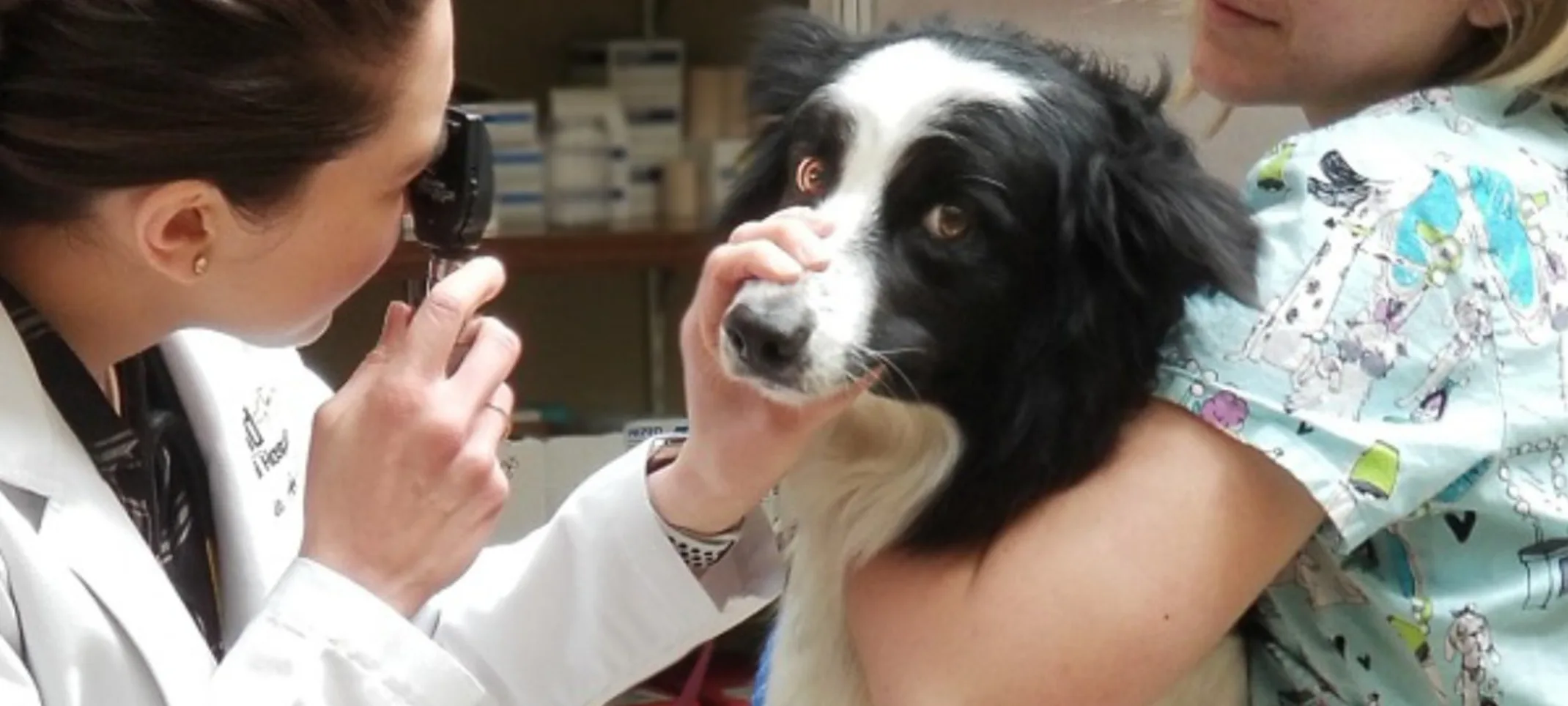 Doctor looking at a black and white dog's eyes and a staff member holding the dog