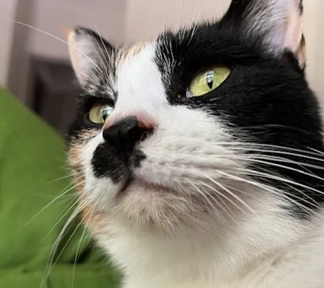 Black and white cat Black and white cat