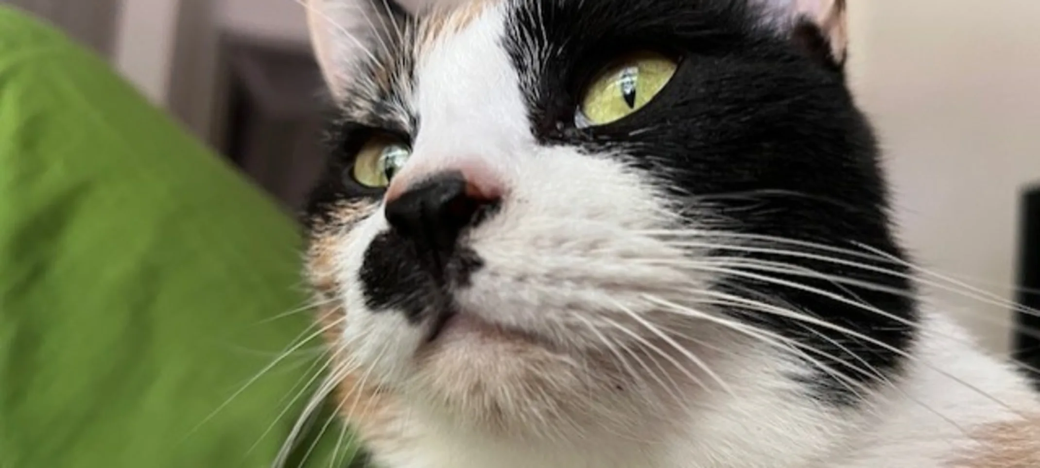 Black and white cat Black and white cat