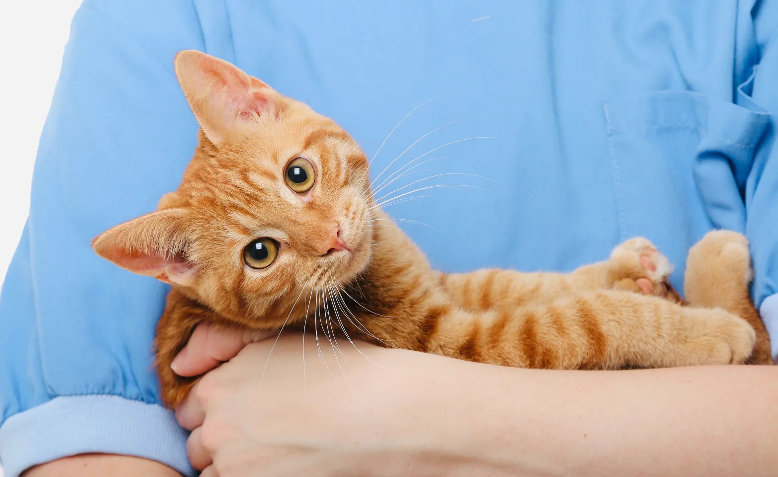 Cat with veterinarian doing an exam check up