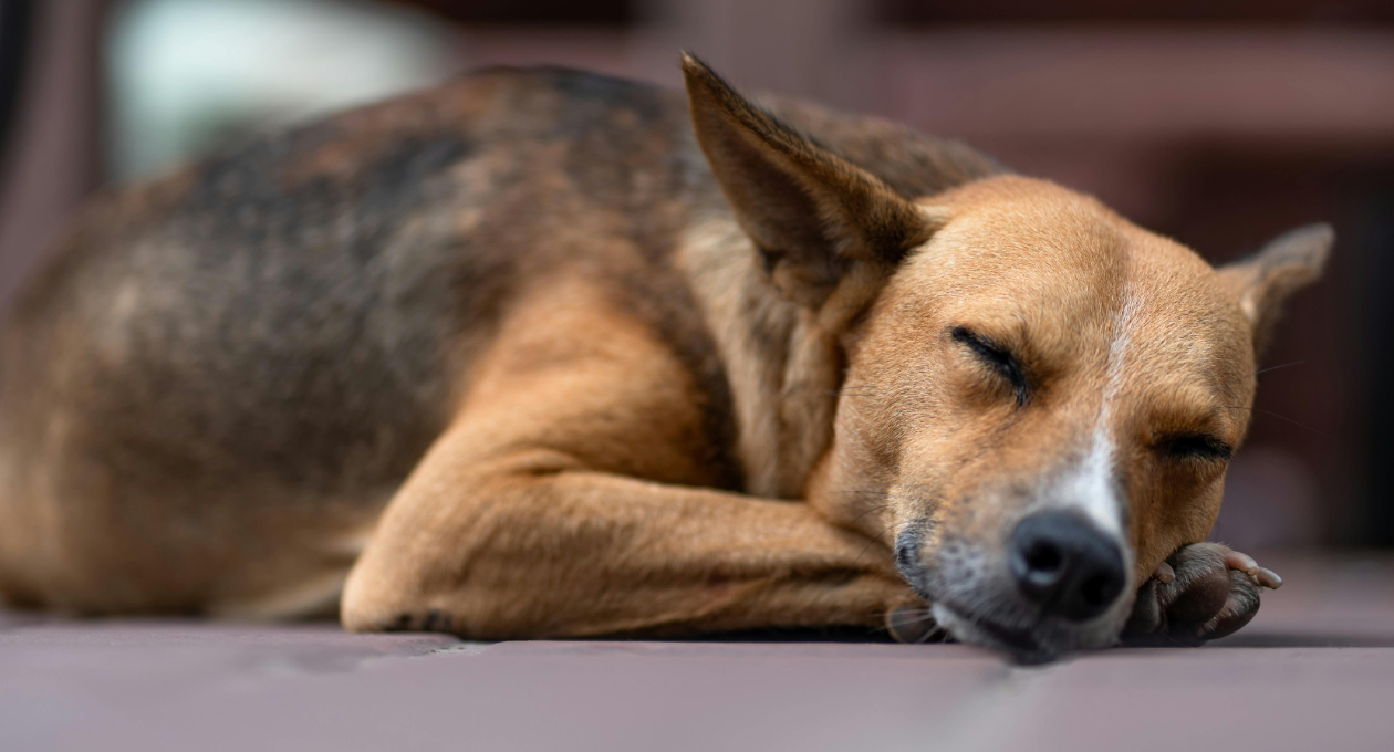Close Up of Brown Dog Sleeping