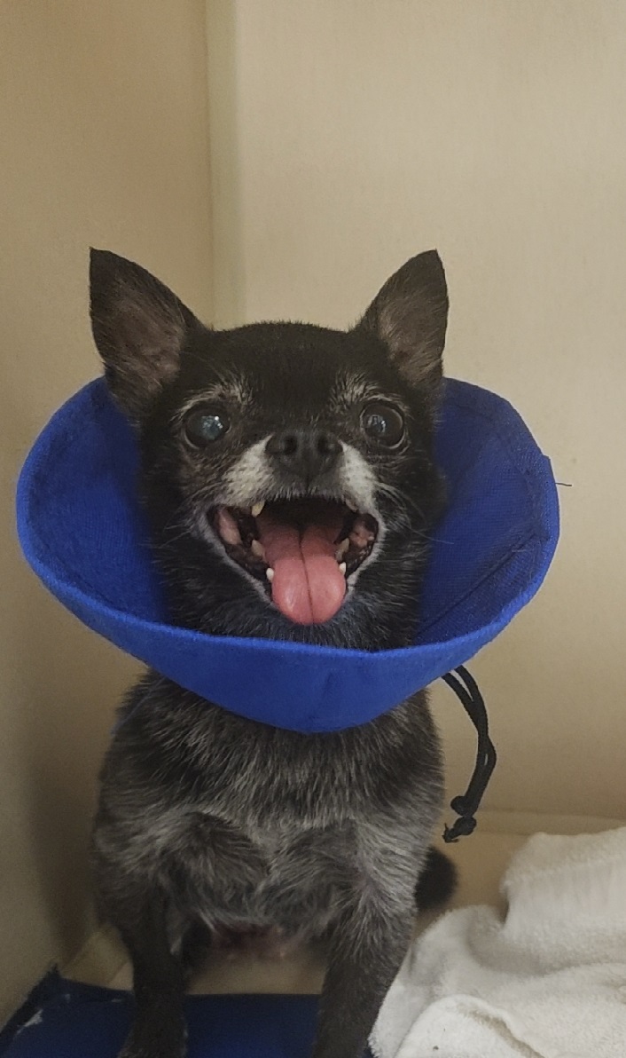 Chihuahua wearing cone
