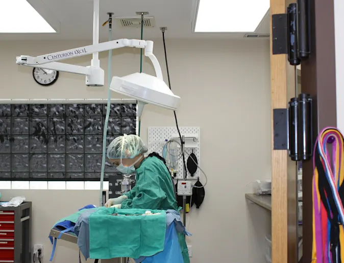 A veterinarian wearing scrubs while working in an operating room inside Hunter Animal Hospital A veterinarian wearing scrubs while working in an operating room inside Hunter Animal Hospital