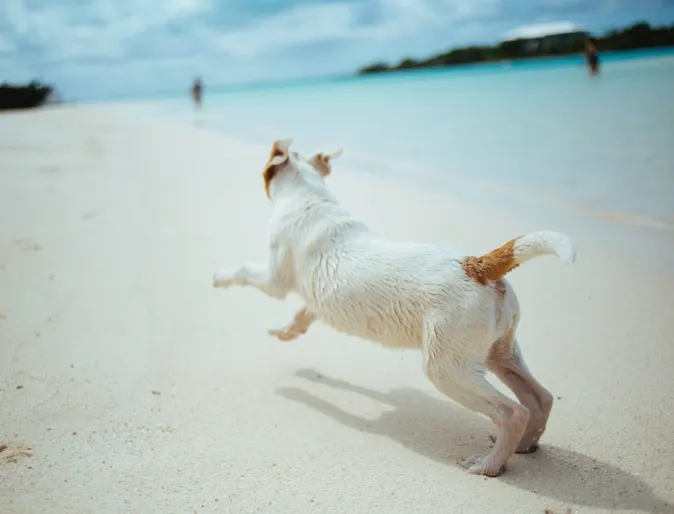 Dog Running on the beach Dog Running on the beach
