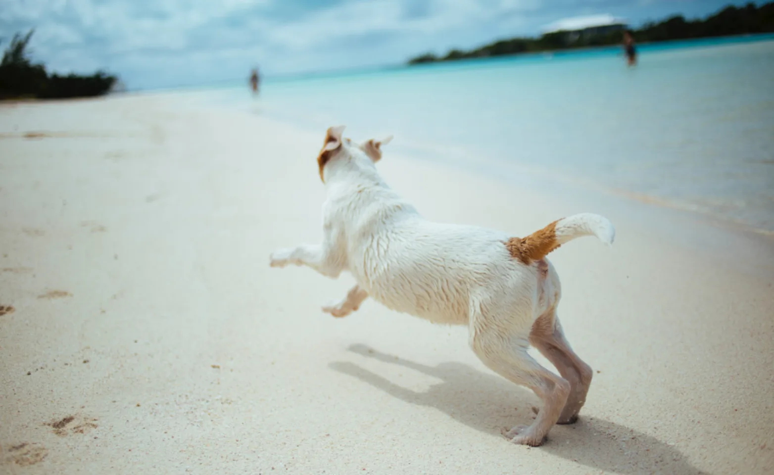 Dog Running on the beach Dog Running on the beach