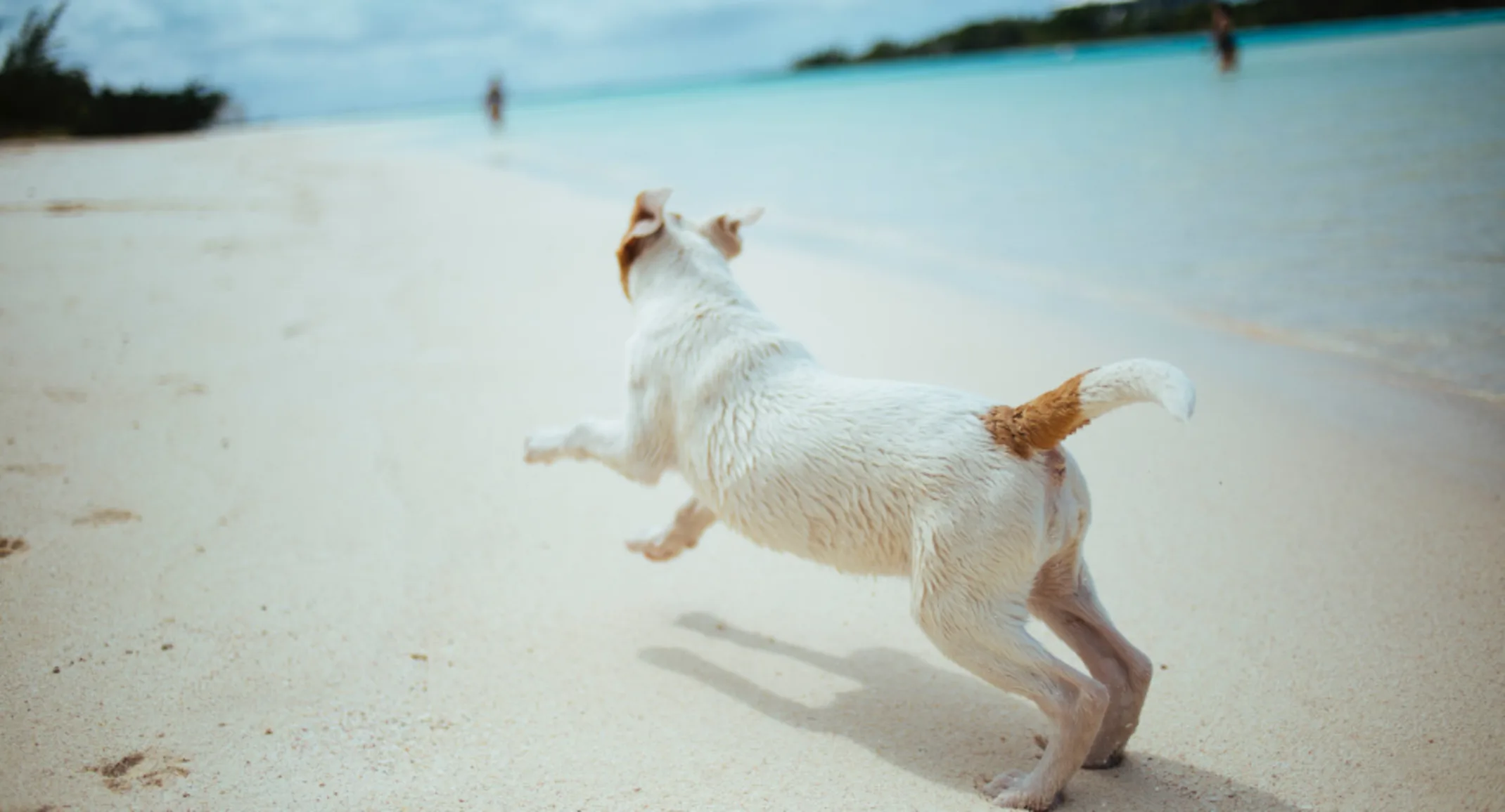 Dog Running on the beach Dog Running on the beach