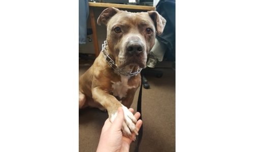 Brown Dog with chain collar 