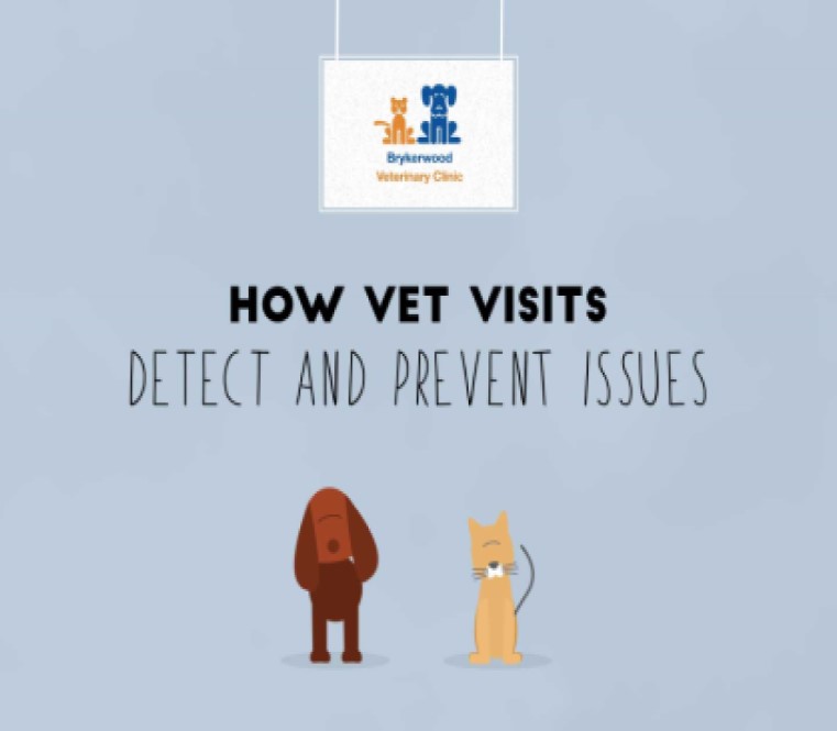  How Vet Visits Detect and Prevent Issues 