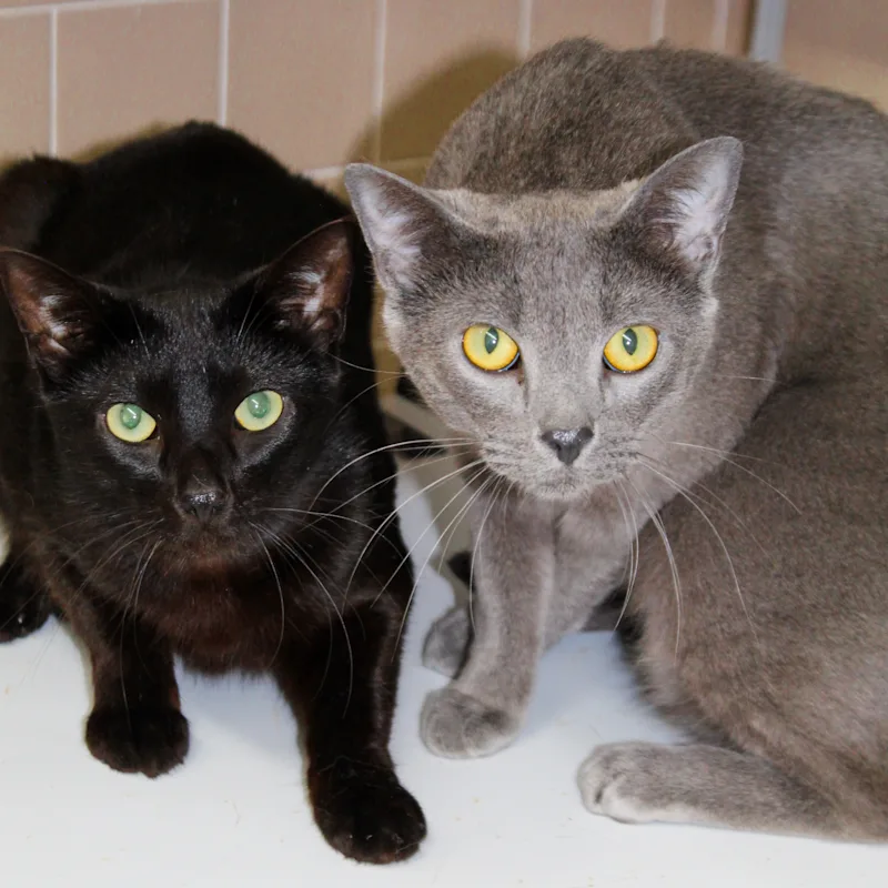 West & Ridge West & Ridge