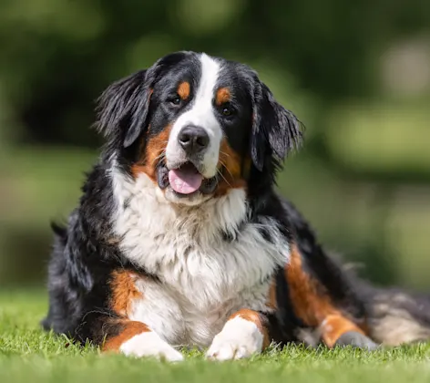 Older dog sitting in grass Older dog sitting in grass