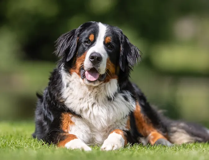 Older dog sitting in grass