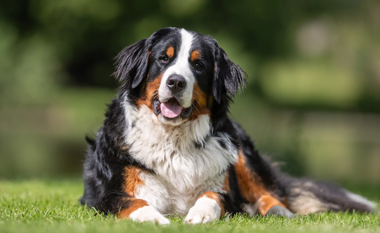 Older dog sitting in grass