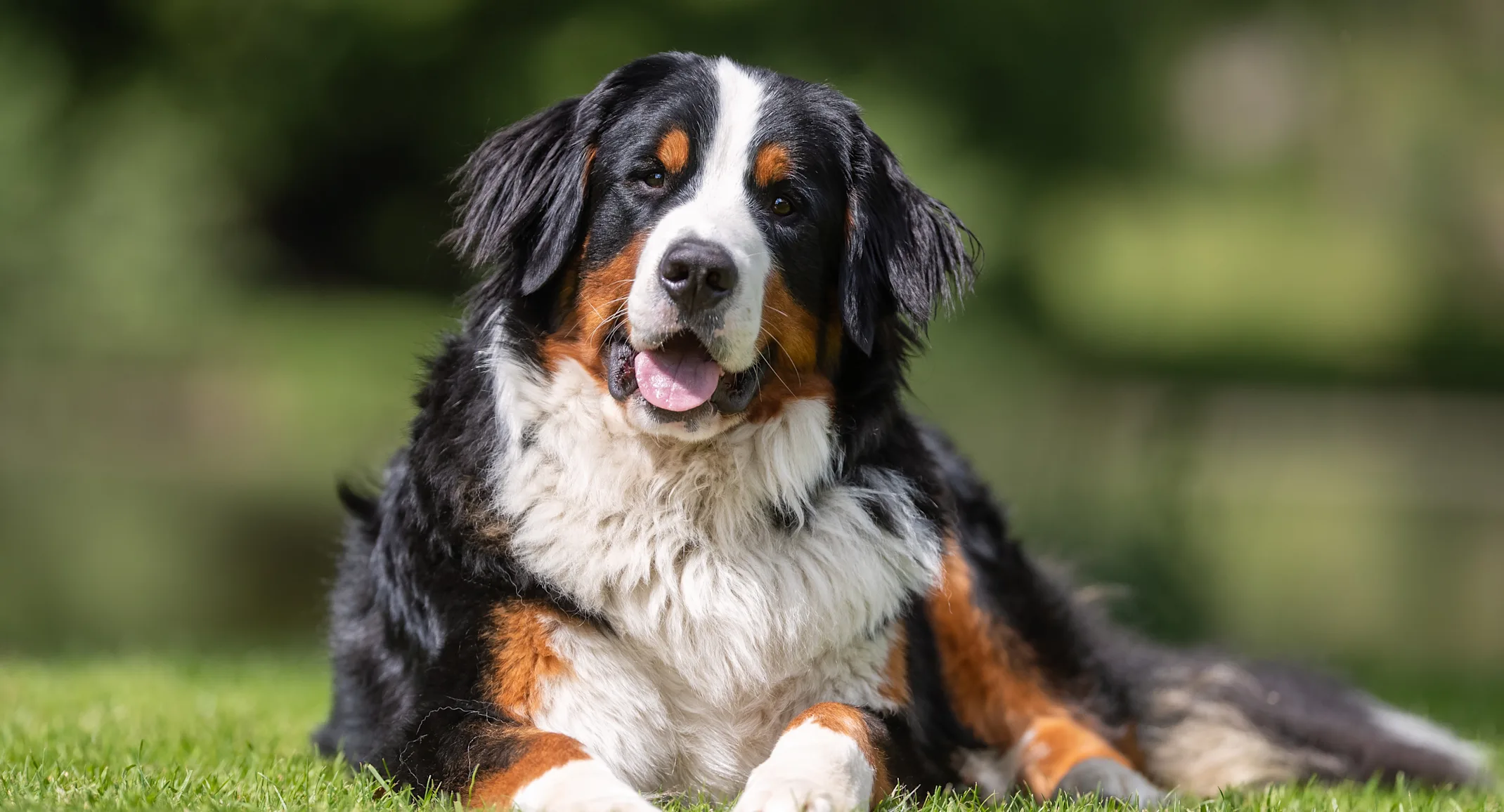 Older dog sitting in grass