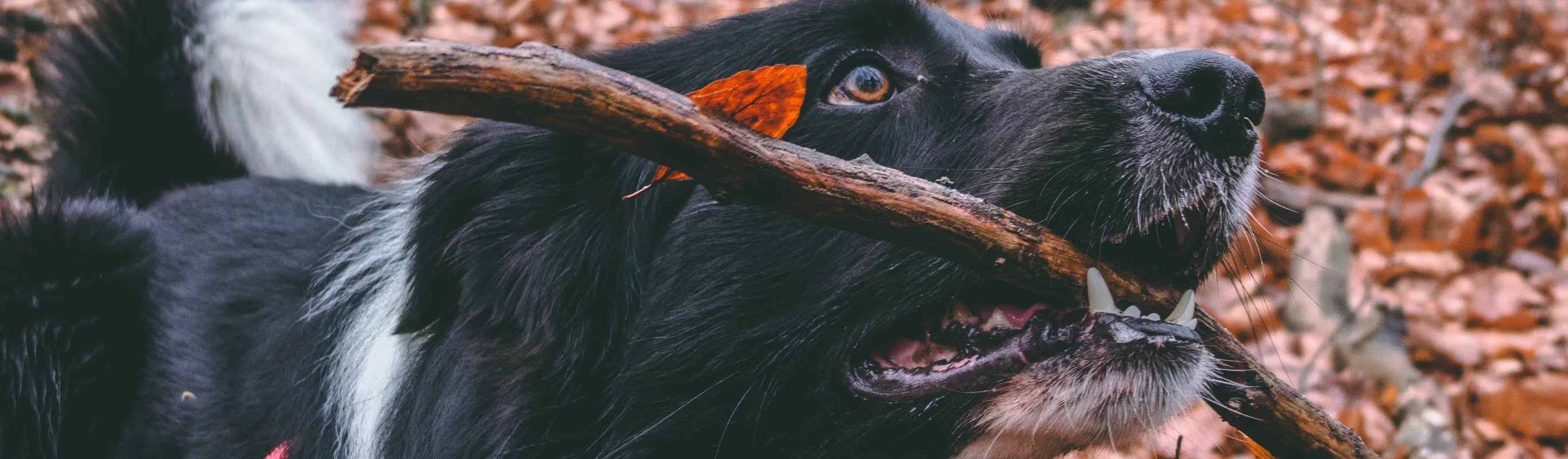 A black dog playing in the fall leaves with a stick in its mouth