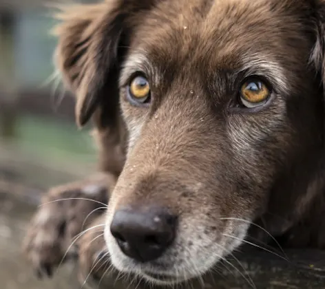 Senior brown dog standing on a wooden bridge in a rural nature setting Senior brown dog standing on a wooden bridge in a rural nature setting