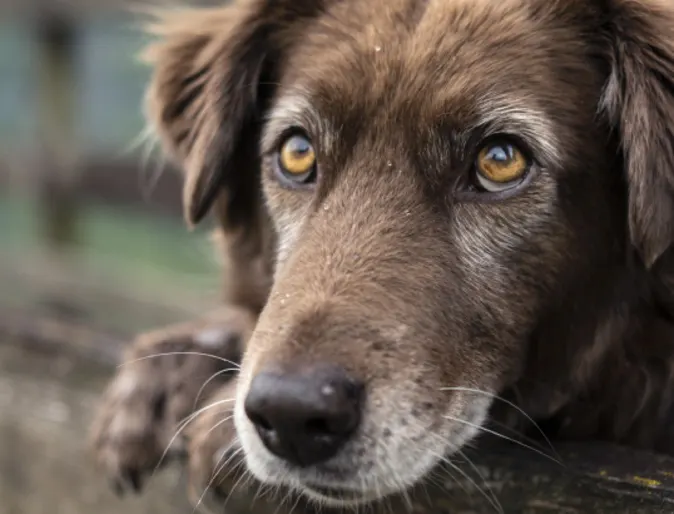 Senior brown dog standing on a wooden bridge in a rural nature setting Senior brown dog standing on a wooden bridge in a rural nature setting