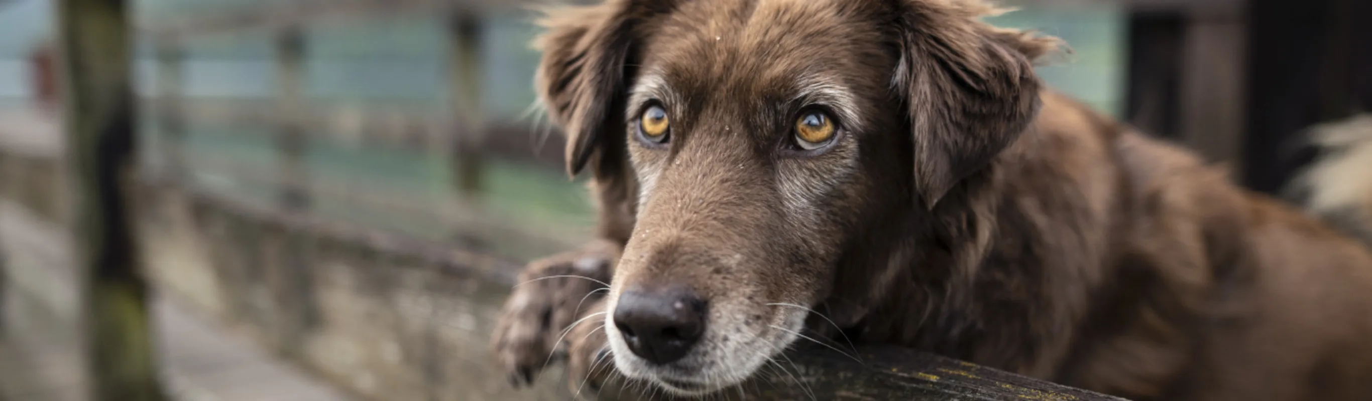 Senior brown dog standing on a wooden bridge in a rural nature setting