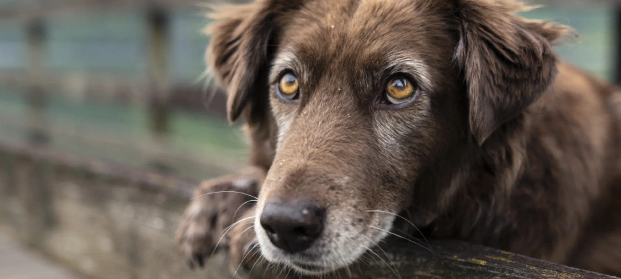 Senior brown dog standing on a wooden bridge in a rural nature setting Senior brown dog standing on a wooden bridge in a rural nature setting