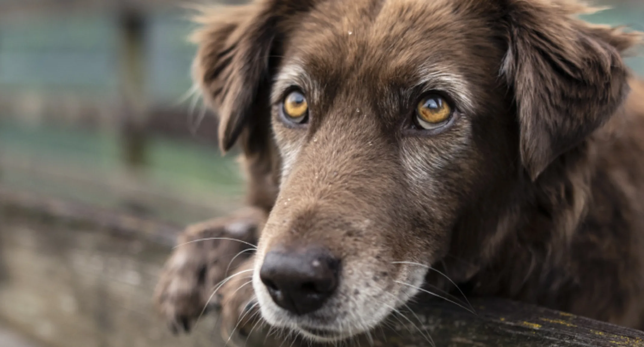 Senior brown dog standing on a wooden bridge in a rural nature setting Senior brown dog standing on a wooden bridge in a rural nature setting