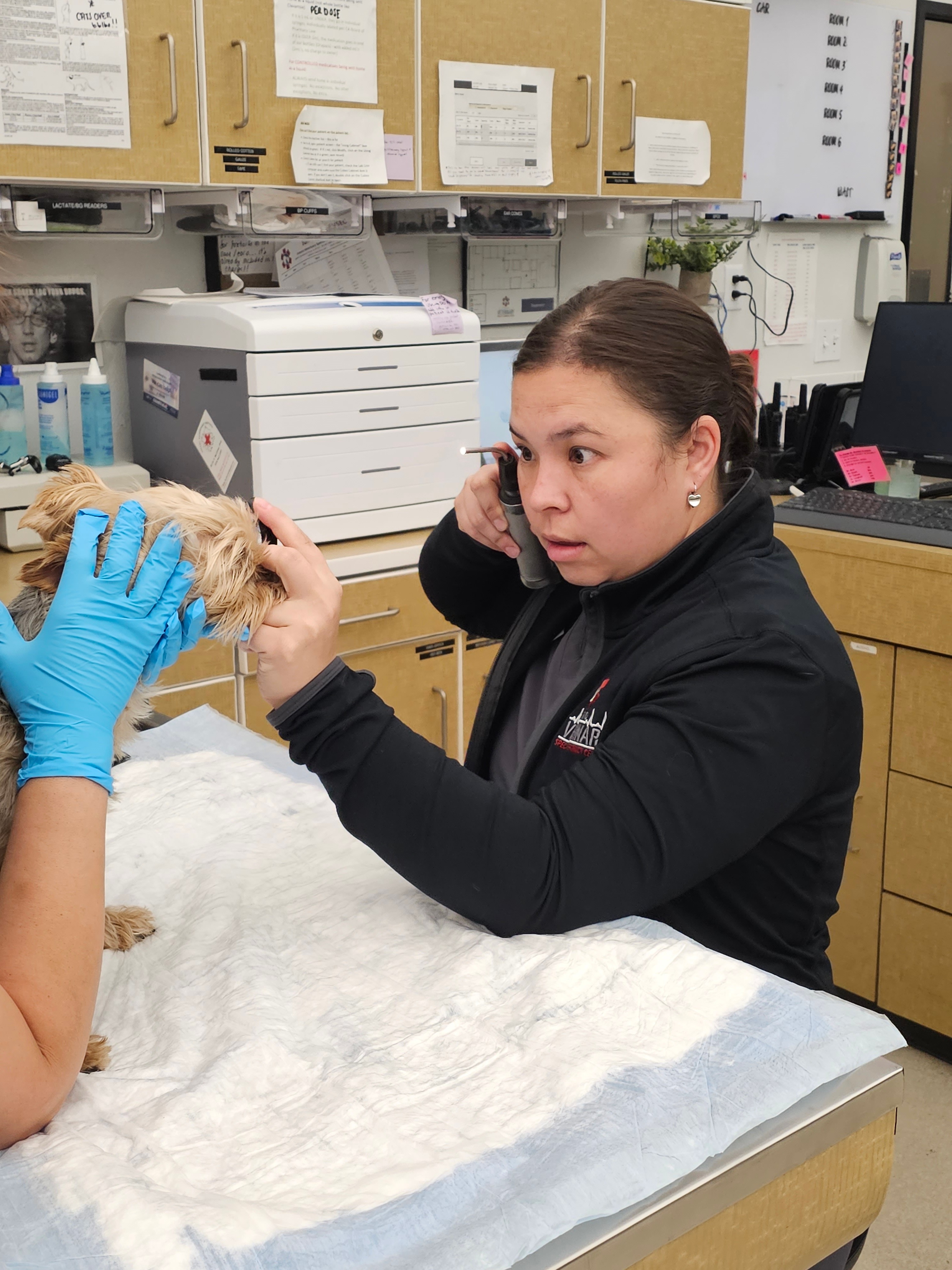Nicole Busch, DVM Fresno Veterinary Specialty & Emergency Center