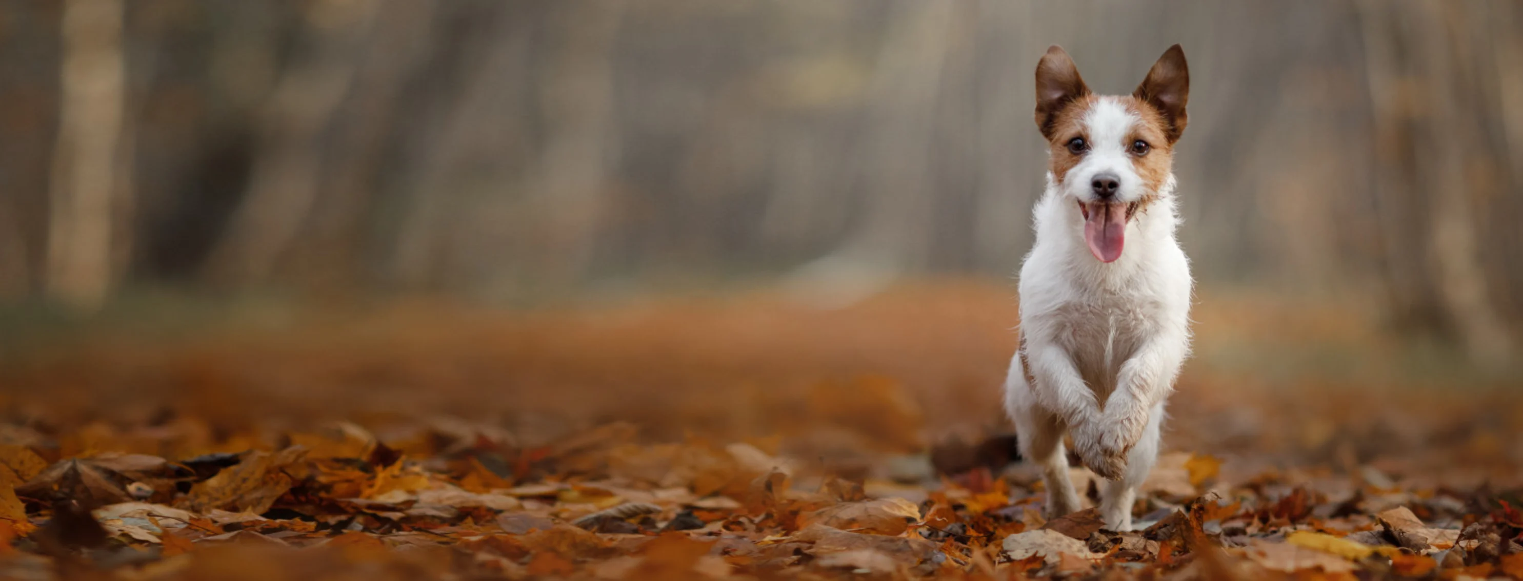 Dog Running Through Orange Leaves Dog Running Through Orange Leaves