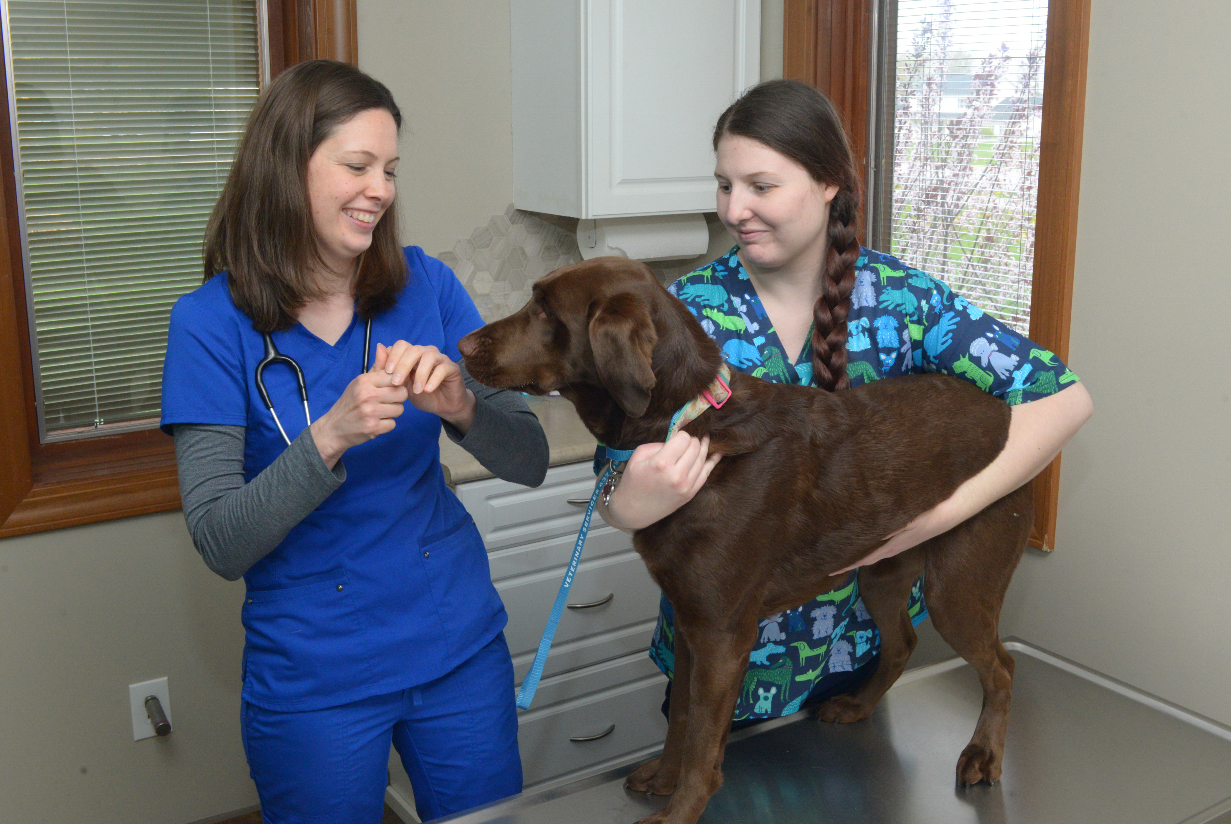 Two veterinary staff examine a standing dog