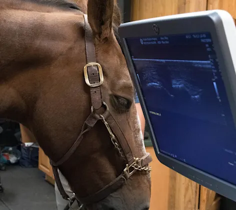 Close up of a brown horse next to an ultrasound on a screen Close up of a brown horse next to an ultrasound on a screen