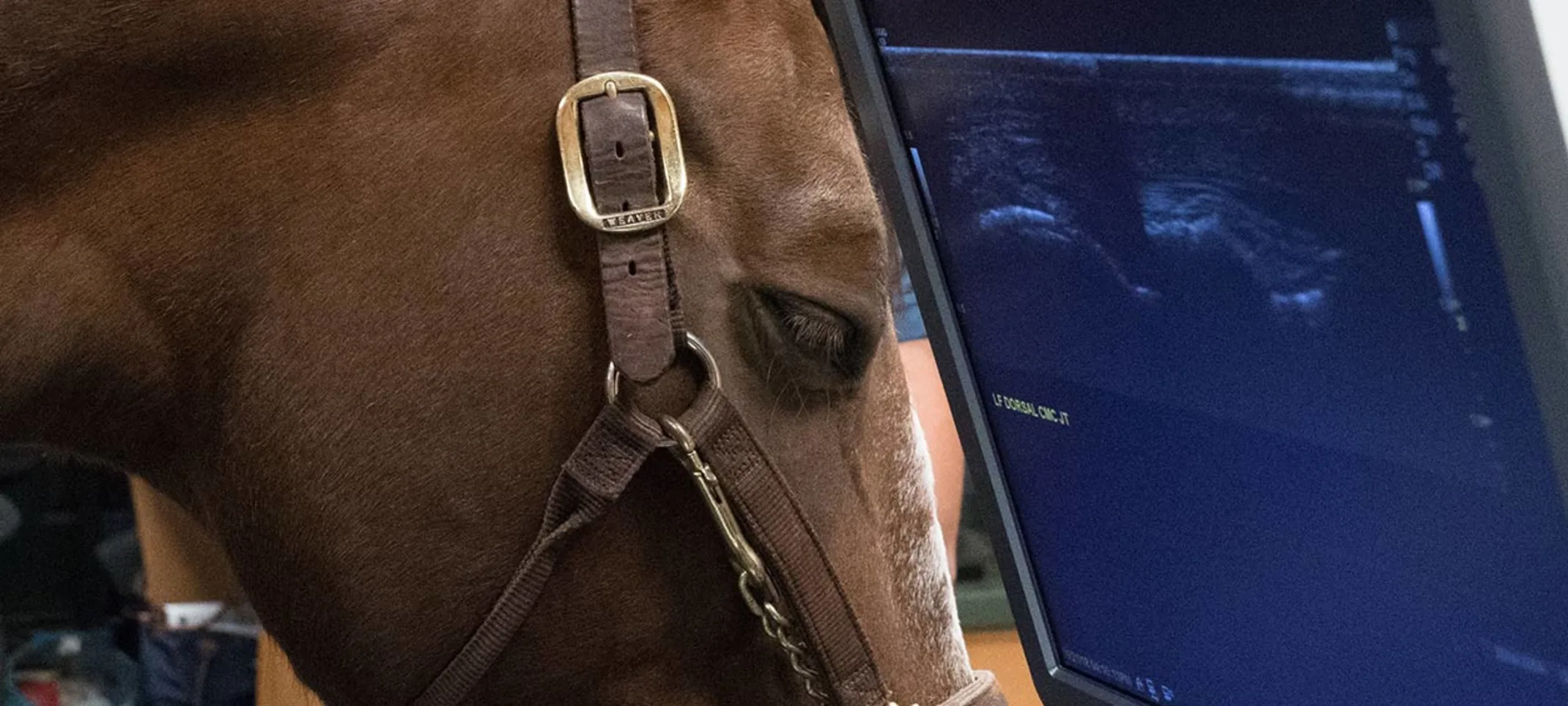 Close up of a brown horse next to an ultrasound on a screen Close up of a brown horse next to an ultrasound on a screen