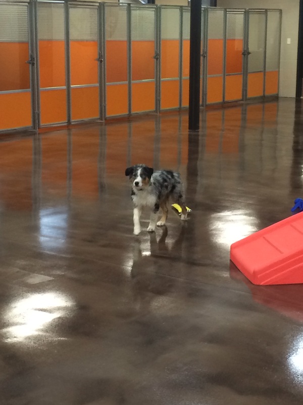 Australian Shepherd running around inside