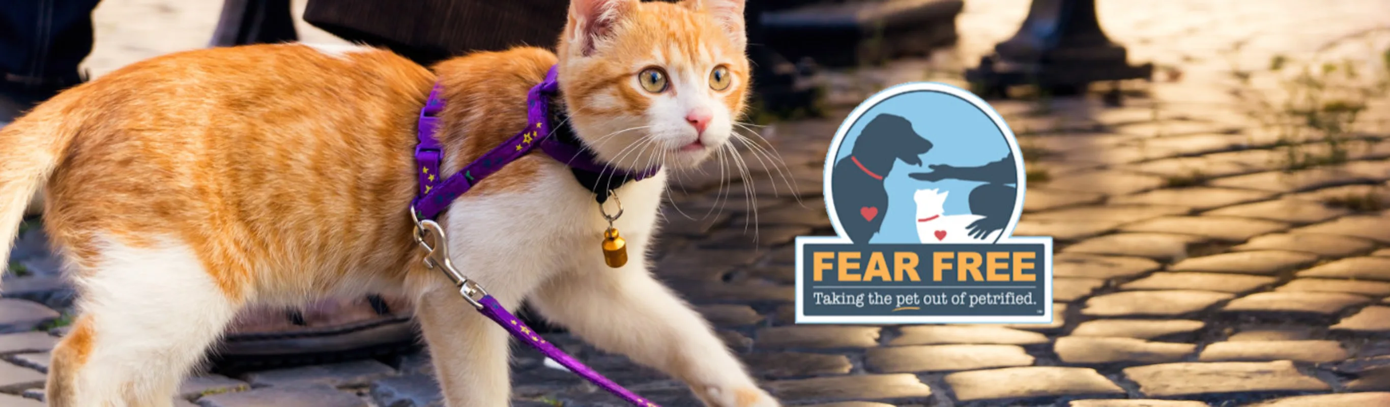 Cat with leash on stone walkway, with Fear-Free logo beside it Cat with leash on stone walkway, with Fear-Free logo beside it