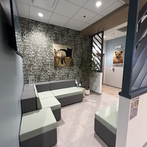 Vista Veterinary Specialists Waiting Area Vista Veterinary Specialists Waiting Area