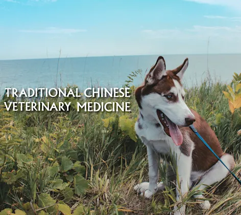 TCVM Tradition Chinese Medicine TCVM Tradition Chinese Medicine
