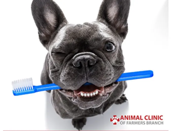 $50 off promotion for dental services on Mondays $50 off promotion for dental services on Mondays