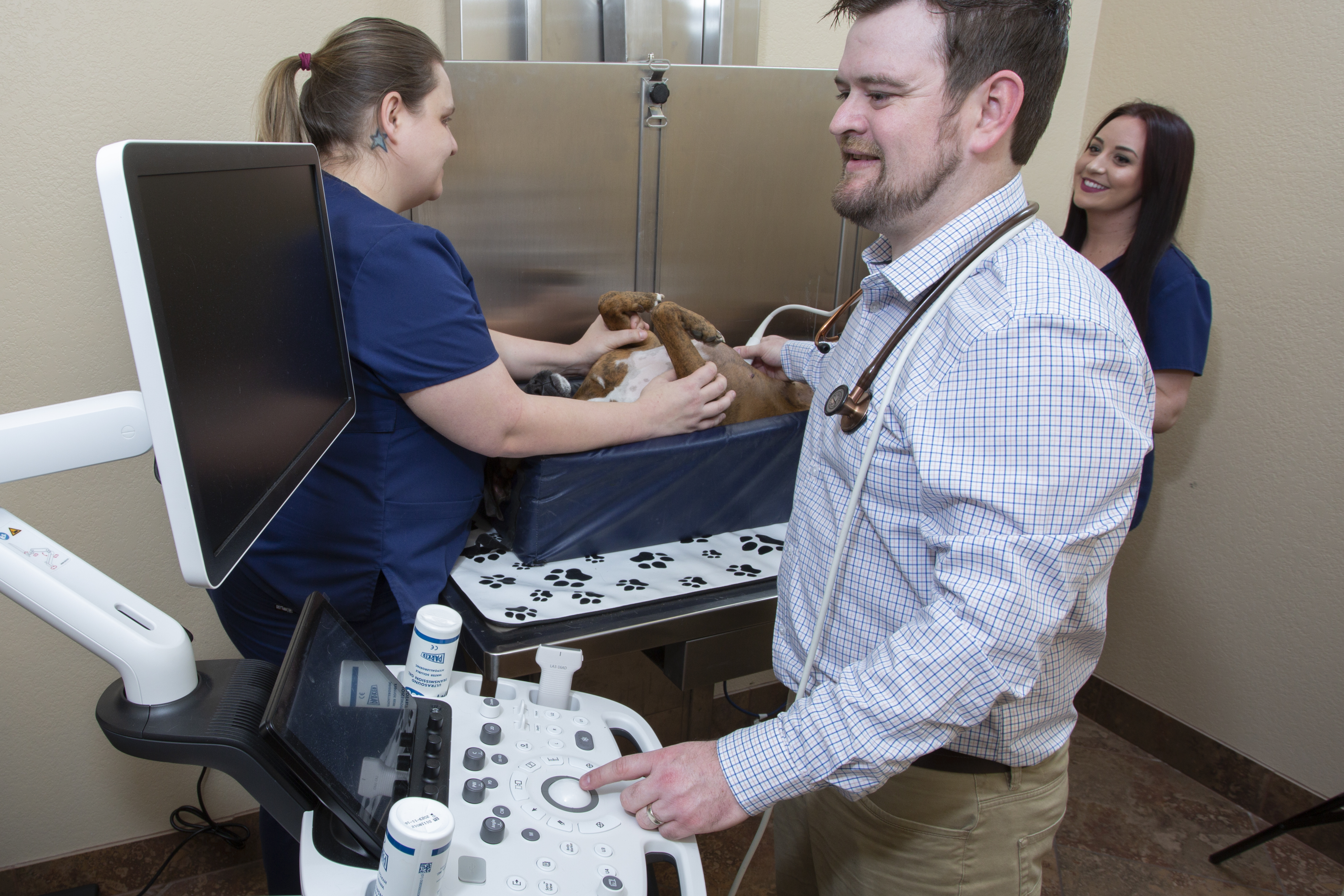 dog getting an ultrasound