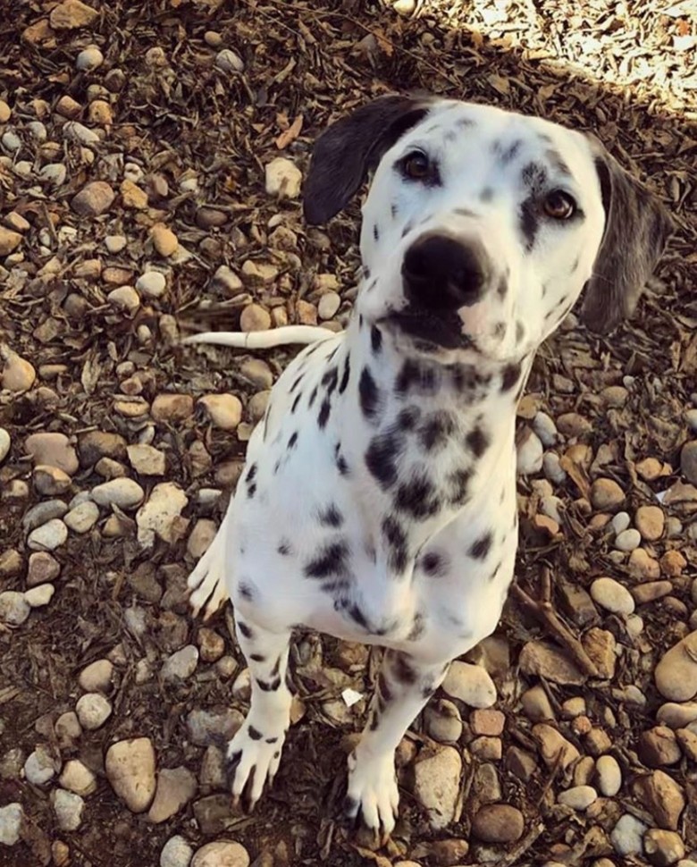 Spotted dog sitting on pebbles at Hill Country Animal Hospital